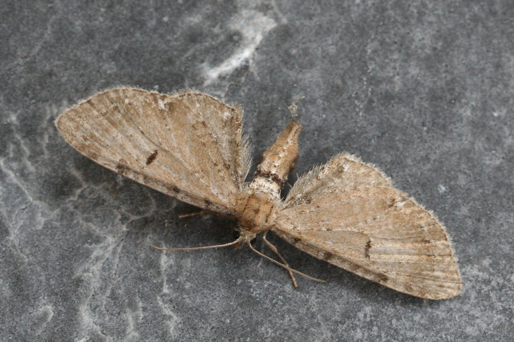 Eupithecia assimilata: Bild 8