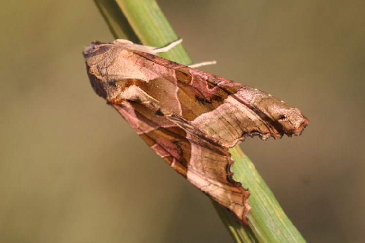 Phlogophora meticulosa: Bild 3