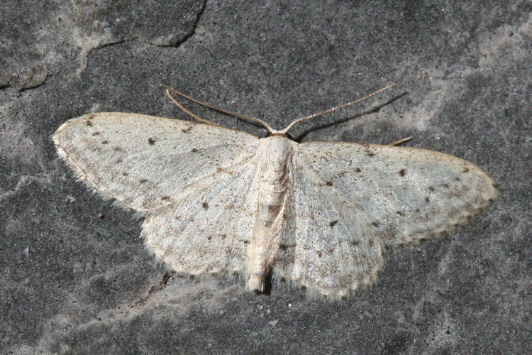 Idaea seriata: Bild 2