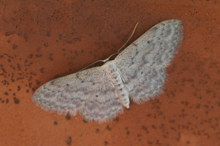 Idaea seriata: Bild 15