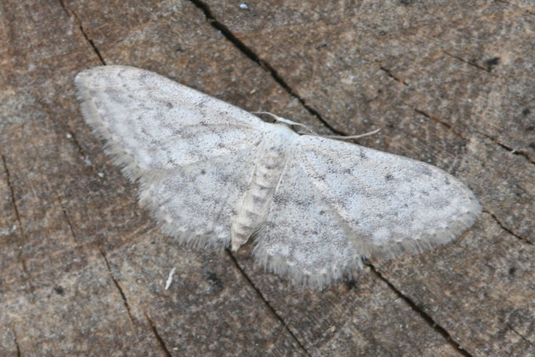 Idaea seriata: Bild 16