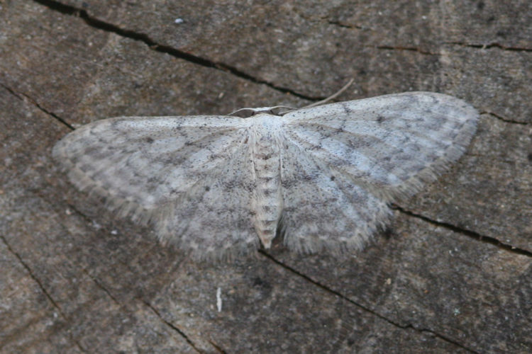 Idaea seriata: Bild 17