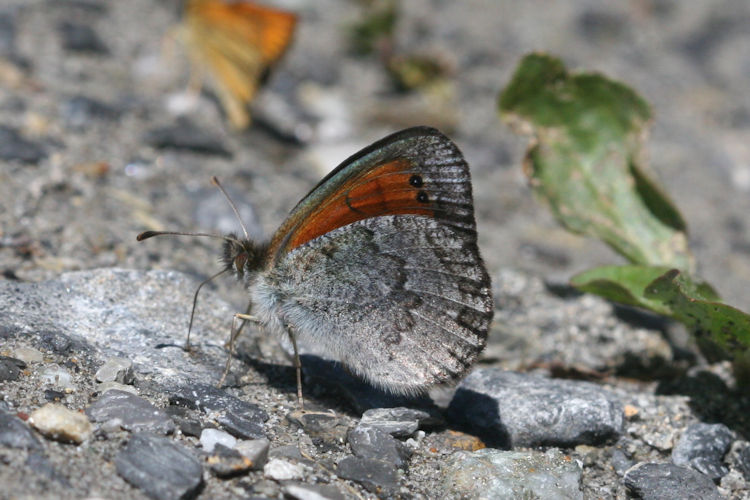 Erebia tyndarus: Bild 21