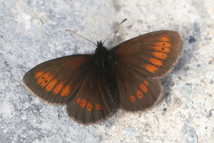 Erebia melampus: Bild 17