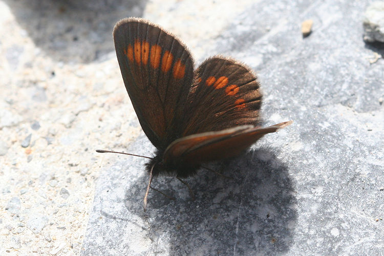 Erebia melampus: Bild 18