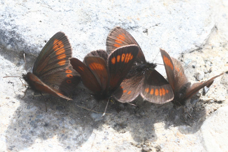 Erebia melampus: Bild 19