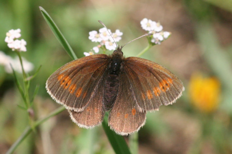 Erebia melampus: Bild 26