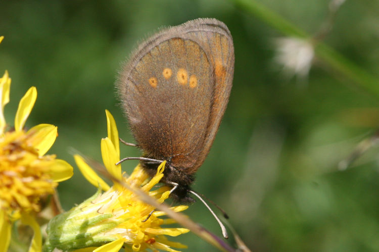 Erebia melampus: Bild 38