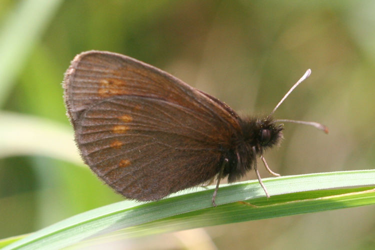 Erebia melampus: Bild 31