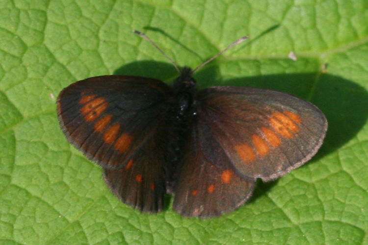 Erebia eriphyle: Bild 3