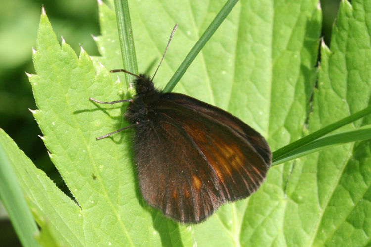 Erebia eriphyle: Bild 10