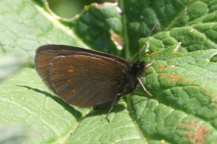 Erebia eriphyle: Bild 23