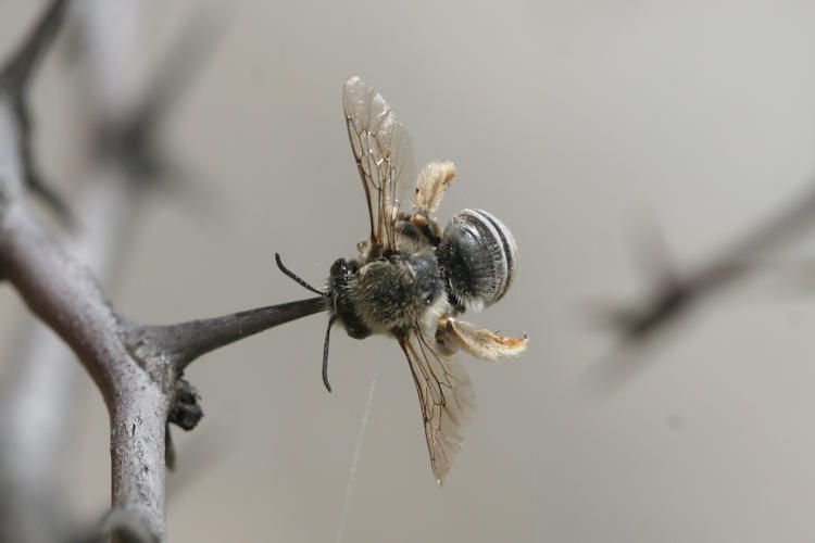 Apidae sp.: Bild 1
