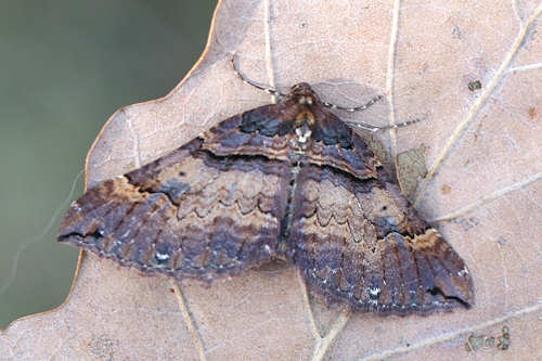 Earophila badiata: Bild 2