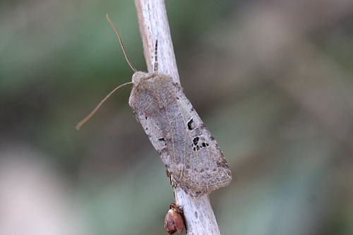 Conistra rubiginosa: Bild 4