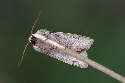 Orthosia incerta: Bild 41