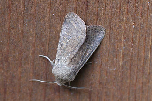 Orthosia cruda: Bild 2