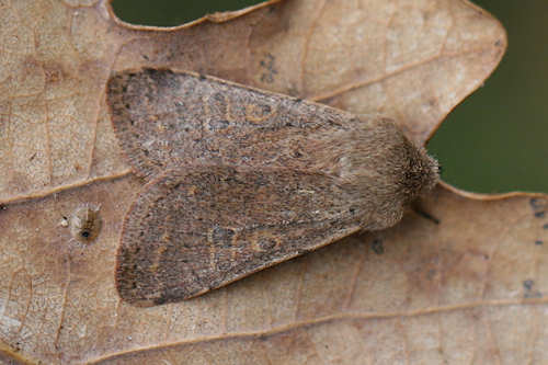 Orthosia cruda: Bild 4