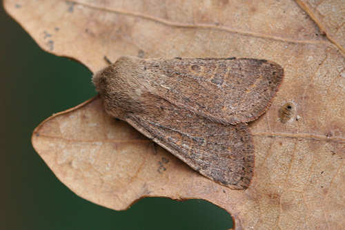 Orthosia cruda: Bild 5