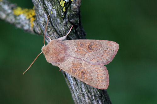 Orthosia miniosa: Bild 1