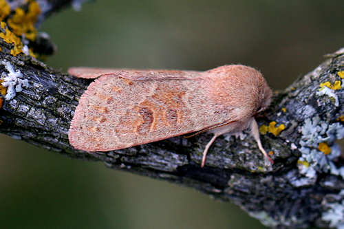 Orthosia miniosa: Bild 2