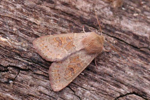 Orthosia miniosa: Bild 3