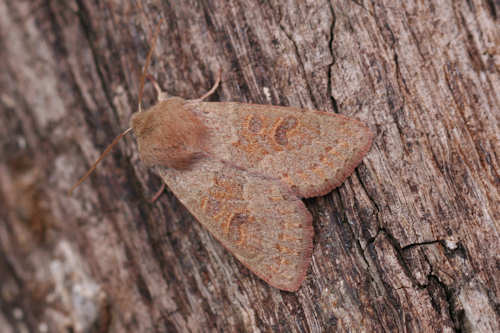 Orthosia miniosa: Bild 4