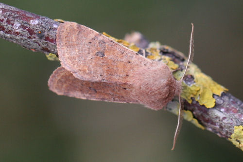 Orthosia cruda: Bild 6