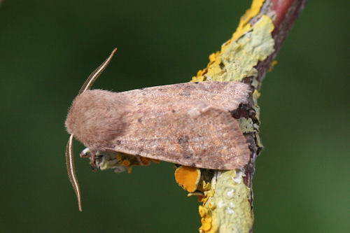 Orthosia cruda: Bild 7