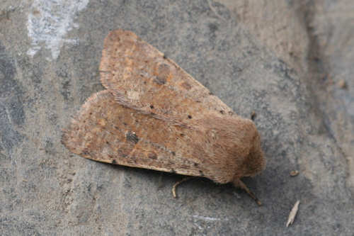 Orthosia cruda: Bild 8