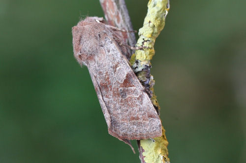 Orthosia incerta: Bild 23