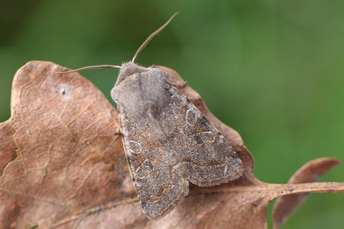 Orthosia incerta: Bild 27