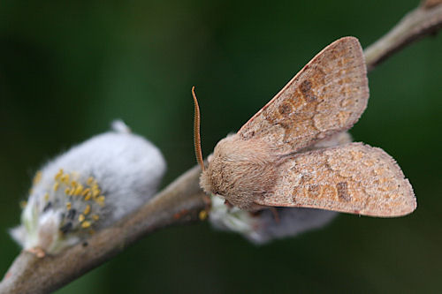 Orthosia miniosa: Bild 5