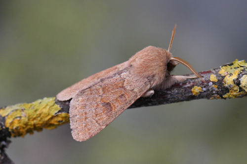 Orthosia miniosa: Bild 6