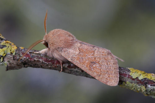 Orthosia miniosa: Bild 7