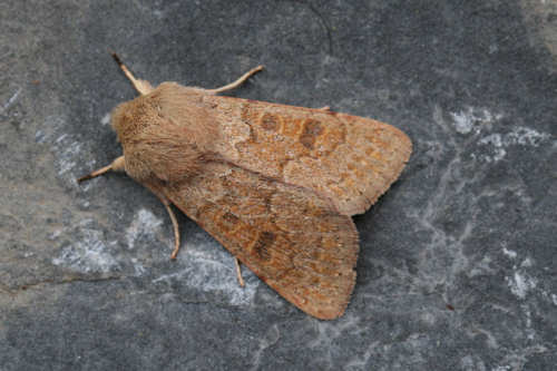 Orthosia miniosa: Bild 8