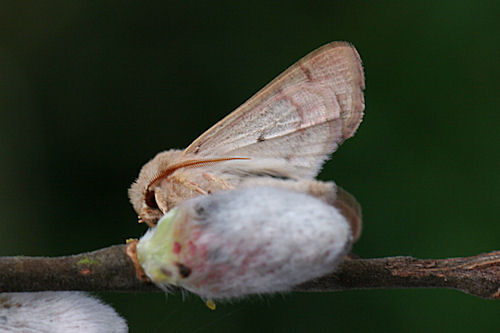 Orthosia miniosa: Bild 12