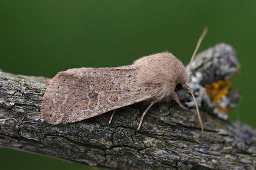 Orthosia cruda: Bild 12