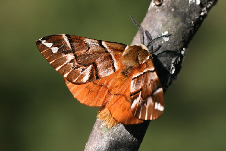 Endromis versicolora versicolora: Bild 2