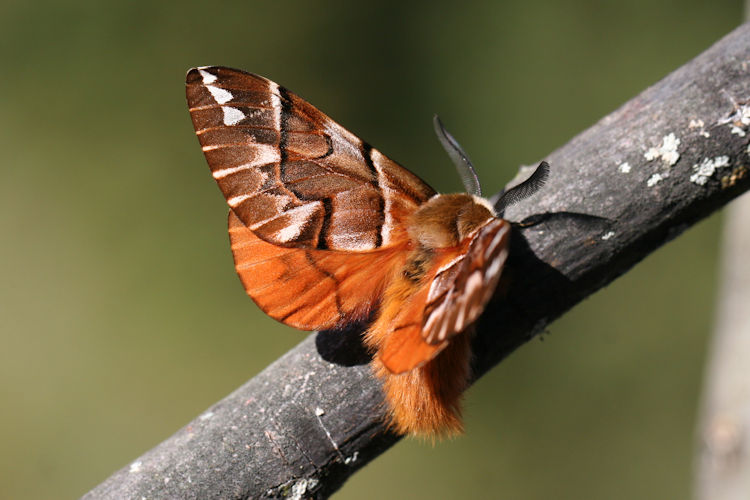 Endromis versicolora versicolora: Bild 3