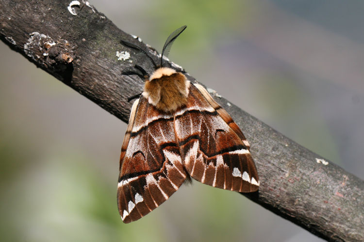 Endromis versicolora versicolora: Bild 5