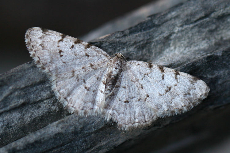 Aethalura punctulata: Bild 5