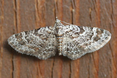 Gymnoscelis rufifasciata: Bild 4