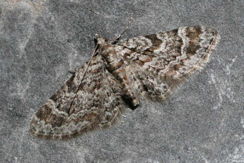 Gymnoscelis rufifasciata: Bild 5