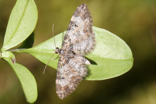 Eupithecia irriguata: Bild 4