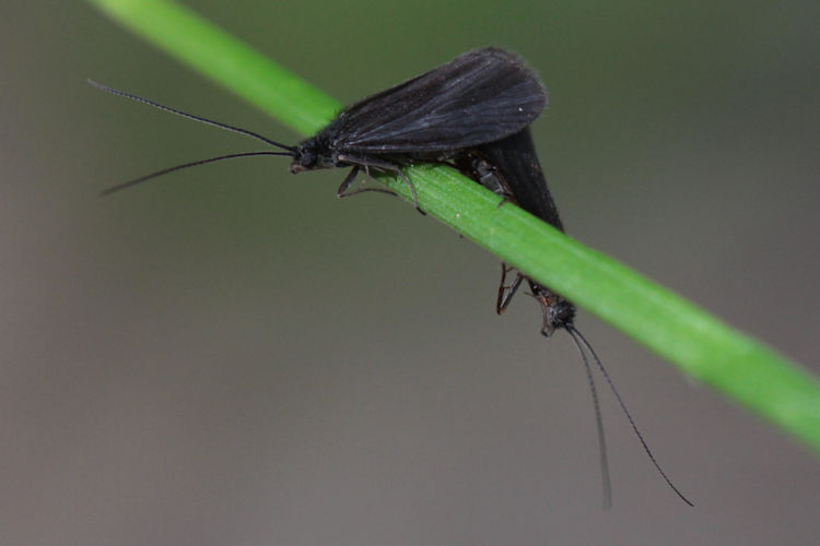 Erannis defoliaria: Bild 16