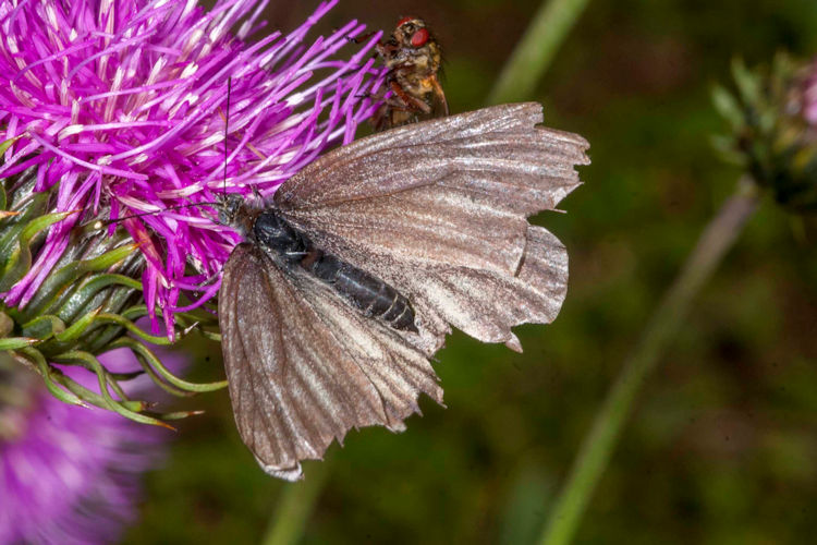 Cyclophora puppillaria: Bild 2