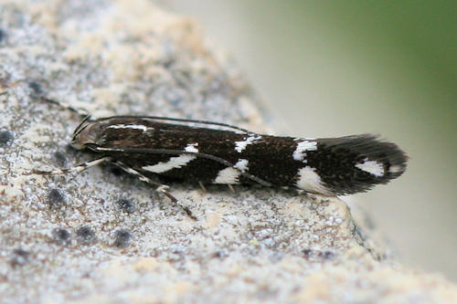 Eteobalea albiapicella: Bild 1