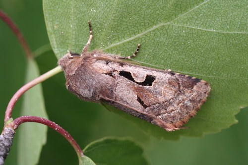 Orthosia gothica: Bild 1