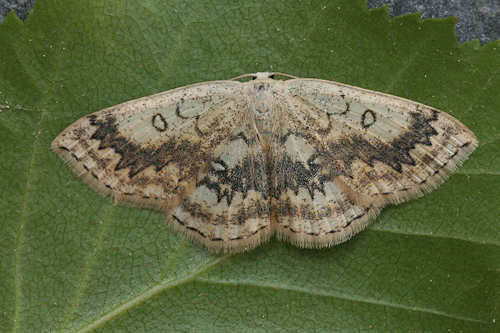 Cyclophora annularia: Bild 4